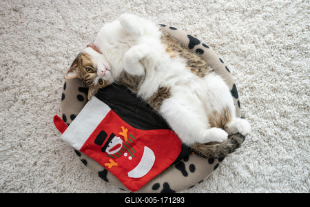 nice cat with christmas decoration at home-stock-foto