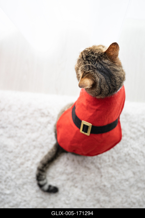 Cat wearing santa costume at home-stock-foto