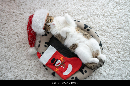 Cat wearing santa hat at home-stock-foto