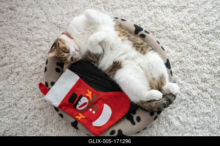 nice cat with christmas decoration at home-stock-foto