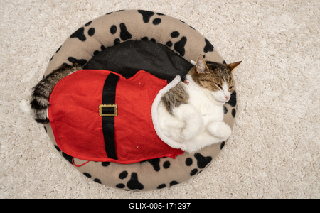 Cat wearing santa costume at home-stock-foto