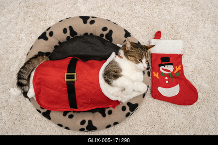 Cat wearing santa costume at home-stock-foto