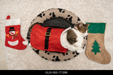 Cat wearing santa costume at home-stock-foto