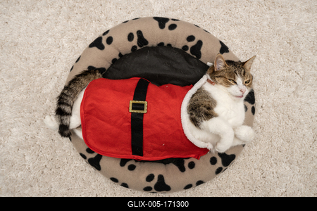 Cat wearing santa costume at home-stock-foto