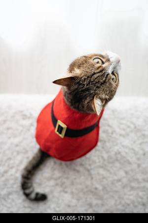 Cat wearing santa costume at home-stock-foto