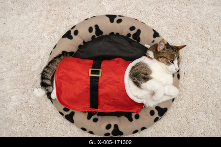 Cat wearing santa costume at home-stock-foto