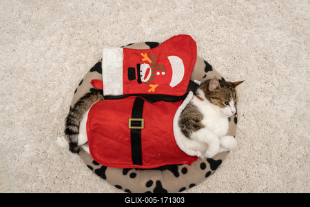 Cat wearing santa costume at home-stock-foto