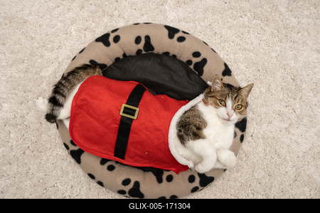 Cat wearing santa costume at home-stock-foto
