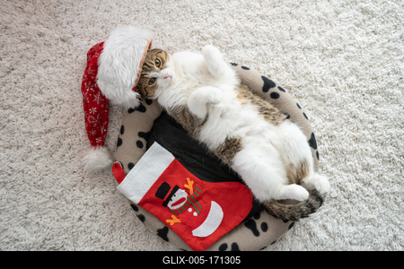 Cat wearing santa hat at home-stock-foto