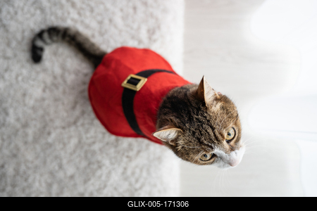 Cat wearing santa costume at home-stock-foto