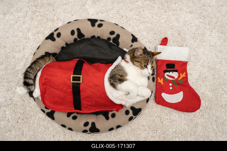 Cat wearing santa costume at home-stock-foto