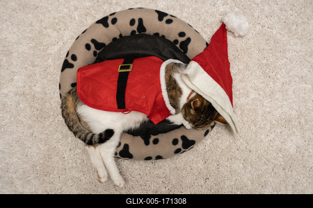 Cat wearing santa costume at home-stock-foto