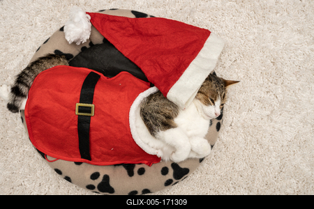 Cat wearing santa costume at home-stock-foto