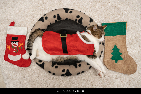 Cat wearing santa costume at home-stock-foto