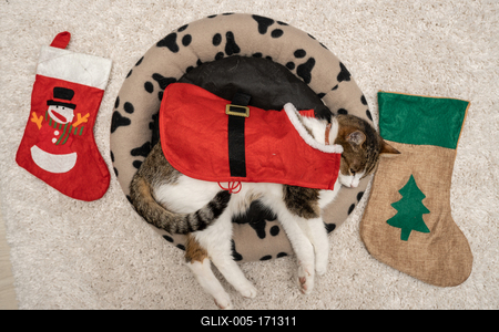 Cat wearing santa costume at home-stock-foto