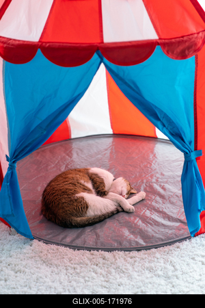 cat sleeping at home pussy in cicus tent-stock-foto