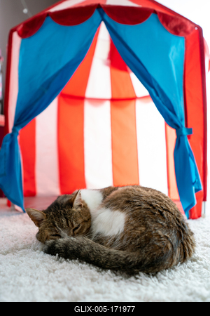 cat sleeping at home pussy in cicus tent-stock-foto