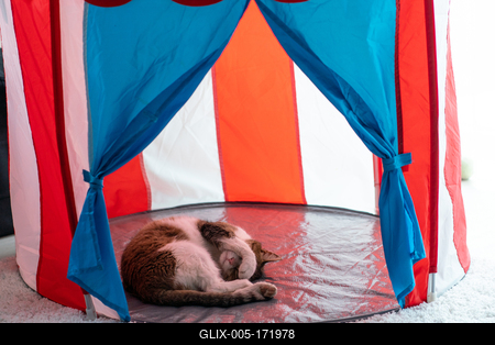 cat sleeping at home pussy in cicus tent-stock-foto