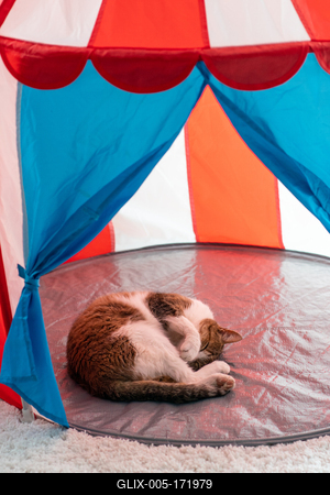 cat sleeping at home pussy in cicus tent-stock-foto