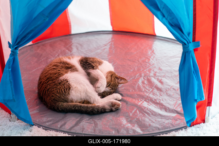 cat sleeping at home pussy in cicus tent-stock-foto