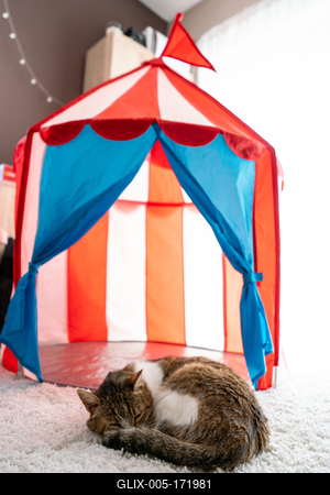 cat sleeping at home pussy in cicus tent-stock-foto