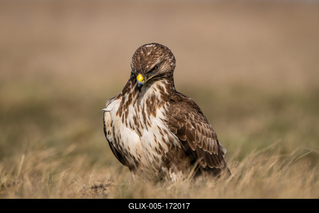 common buzzard standing alone on grass-stock-foto