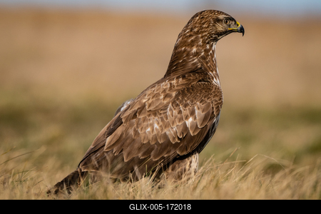 common buzzard standing alone on grass-stock-foto