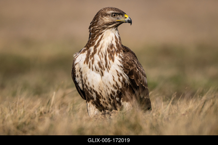 common buzzard standing alone on grass-stock-foto