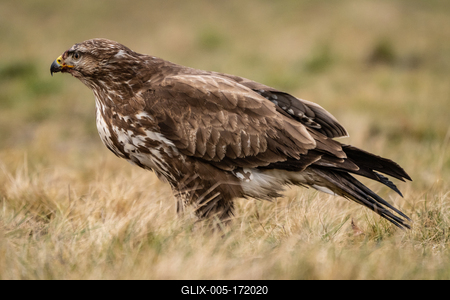 common buzzard standing alone on grass-stock-foto