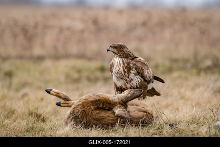 common buzzard with dead deer on a meadow-stock-foto