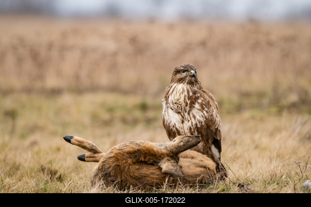 common buzzard with dead deer on a meadow-stock-foto