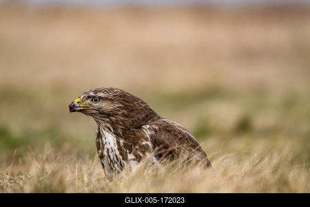 common buzzard standing alone on grass-stock-foto