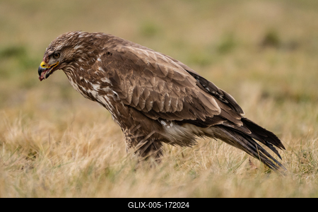 common buzzard standing alone on grass-stock-foto