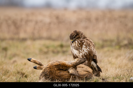 common buzzard with dead deer on a meadow-stock-foto