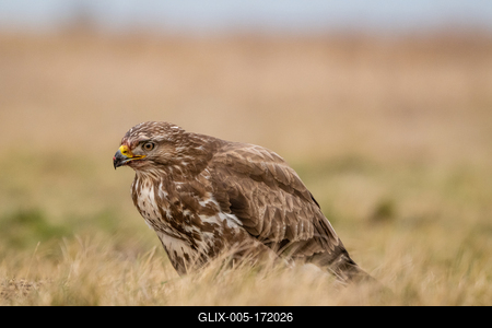 common buzzard standing alone on grass-stock-foto