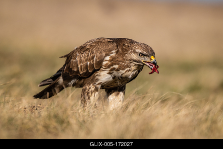 common buzzard standing alone on grass-stock-foto