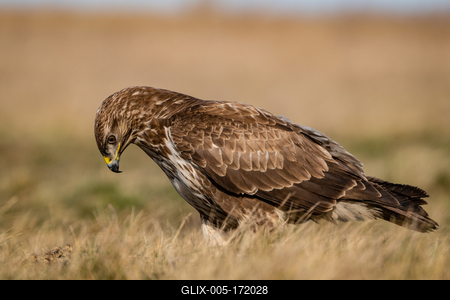 common buzzard standing alone on grass-stock-foto
