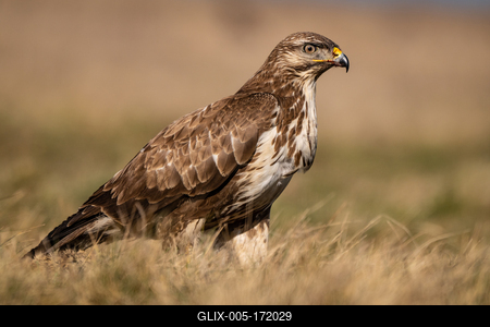 common buzzard standing alone on grass-stock-foto