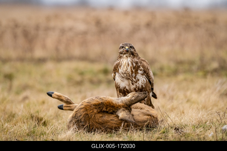 common buzzard with dead deer on a meadow-stock-foto
