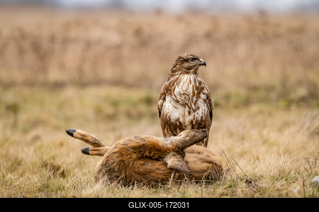 common buzzard with dead deer on a meadow-stock-foto