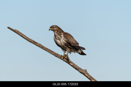 common buzzard standing alone on a tree-stock-foto