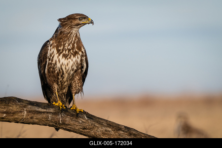 common buzzard standing alone on a tree-stock-foto