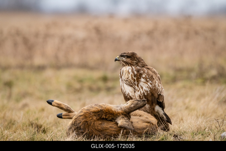 common buzzard with dead deer on a meadow-stock-foto