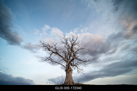 dead tree with cloudy sky-stock-foto