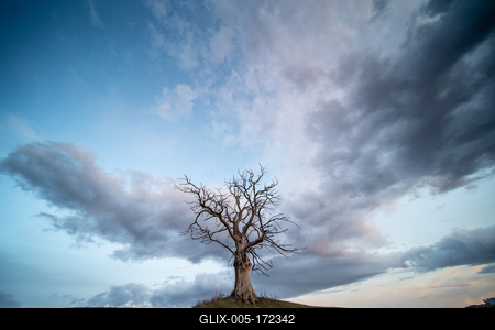 dead tree with cloudy sky-stock-foto