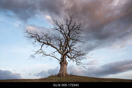 dead tree with cloudy sky-stock-foto