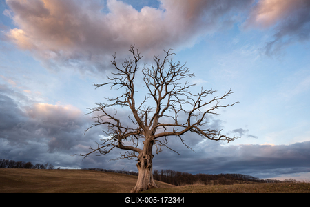 dead tree with cloudy sky-stock-foto