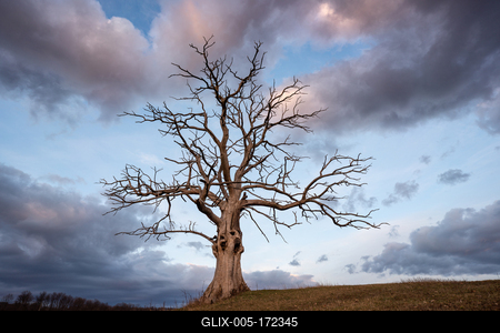 dead tree with cloudy sky-stock-foto
