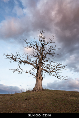 dead tree with cloudy sky-stock-foto