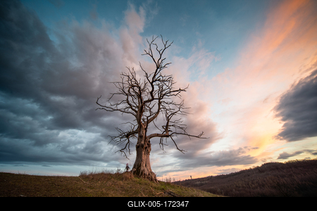 dead tree with cloudy sky-stock-foto